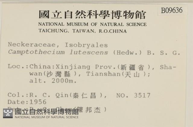 斜蒴蘚, 黃斜蒴蘚藏品圖，第2張