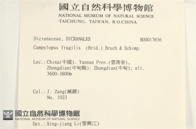 脆枝曲柄蘚藏品圖，第2張