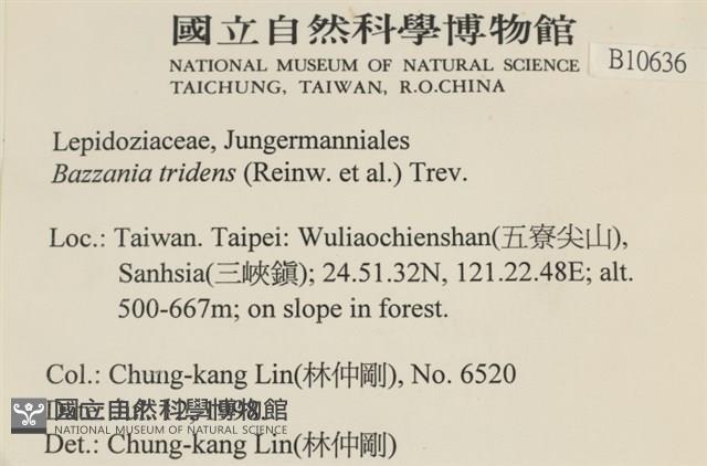 鞭苔,三裂鞭苔藏品圖，第2張