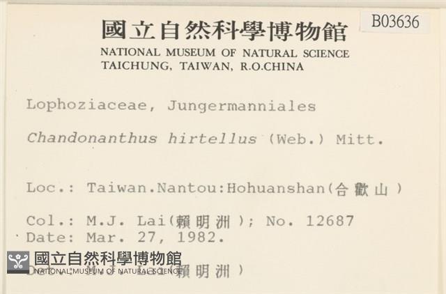 齒邊廣萼苔藏品圖，第2張