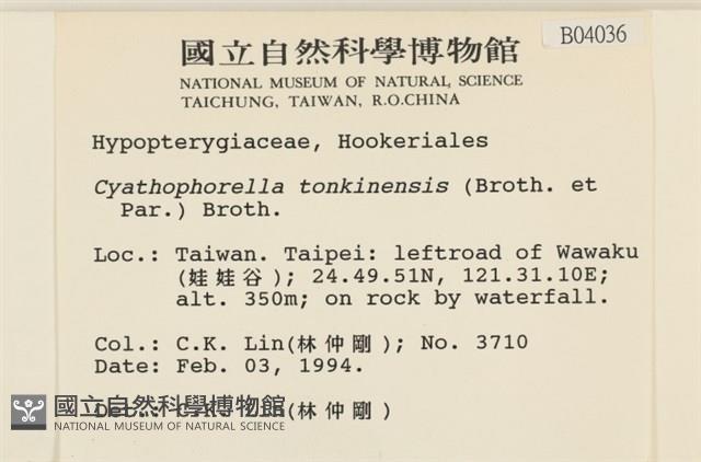 粗齒雉尾蘚藏品圖，第2張