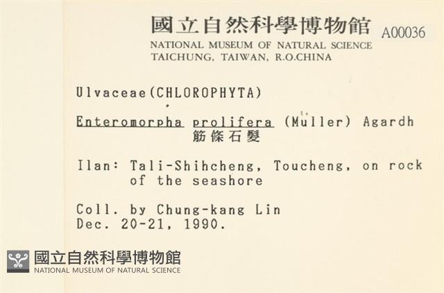 筋條石髮藏品圖，第2張