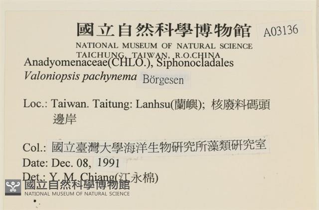 指枝藻藏品圖，第2張