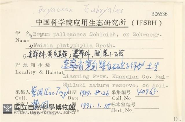 黃色真蘚藏品圖，第2張