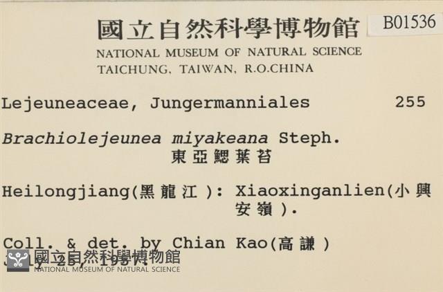 東亞鰓葉苔藏品圖，第2張