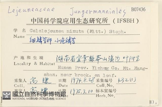 小疣鱗苔藏品圖，第2張