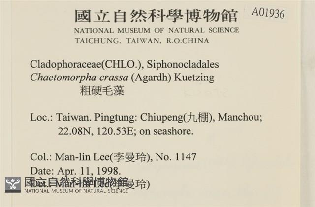 粗硬毛藻, 綠苔藏品圖，第2張