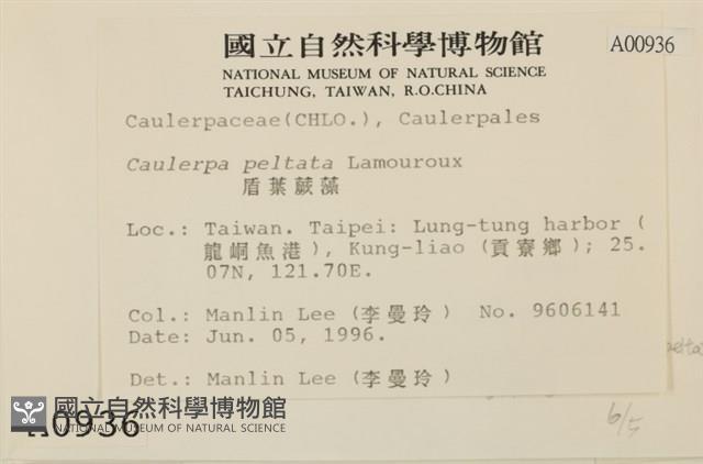 盾葉蕨藻藏品圖，第2張