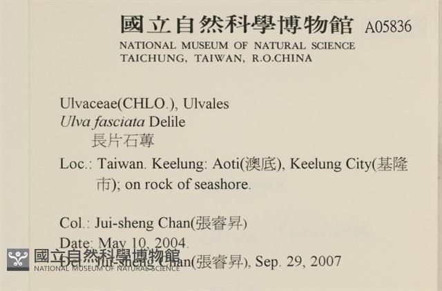 長片石蓴, 裂片石蓴藏品圖，第2張