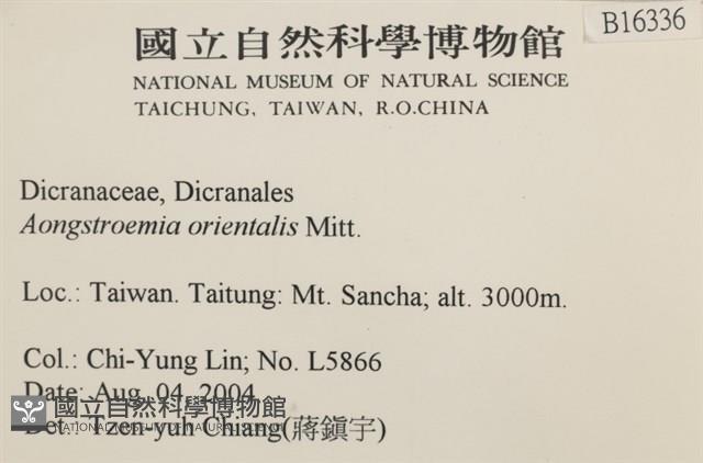 東亞昂氏蘚,東方昂氏蘚藏品圖，第2張