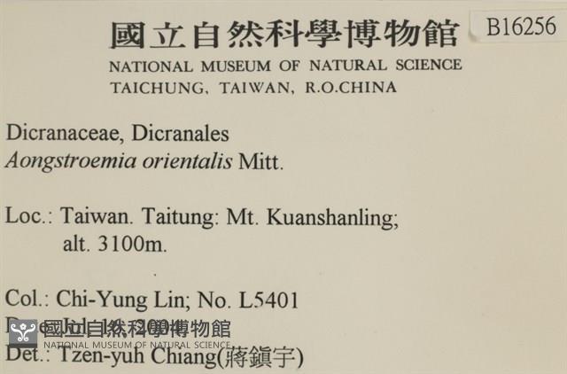 東亞昂氏蘚,東方昂氏蘚藏品圖，第2張