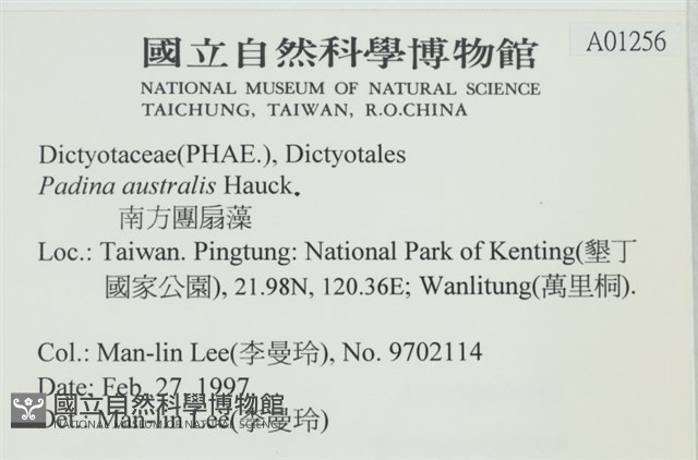 南方團扇藻藏品圖，第2張