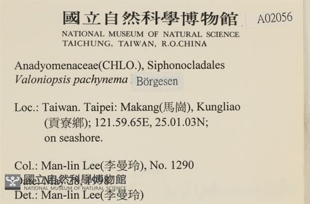 指枝藻藏品圖，第2張