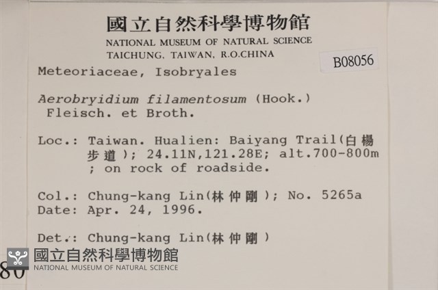 毛扭蘚藏品圖，第2張