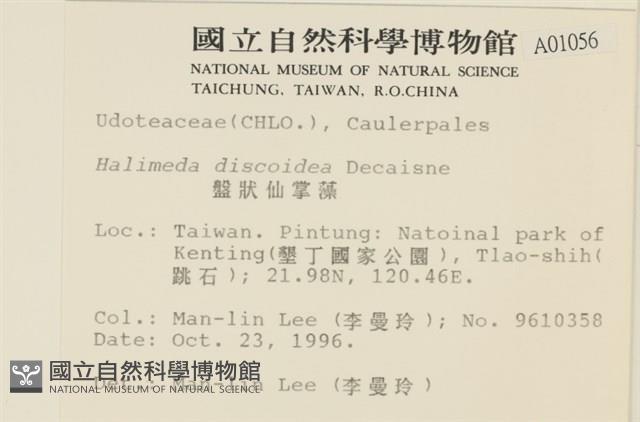 盤狀仙掌藻藏品圖，第2張