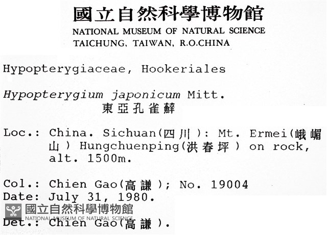 日本孔雀蘚藏品圖，第2張