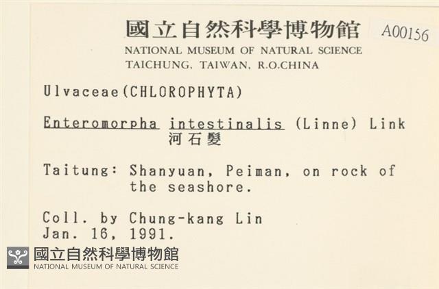 腸滸苔, 河石髮藏品圖，第2張