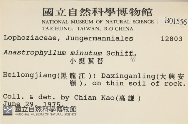 小挺葉苔藏品圖，第2張