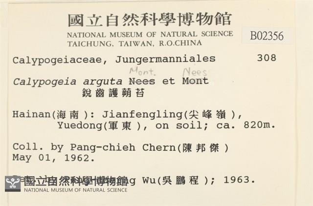 刺葉護蒴苔藏品圖，第2張