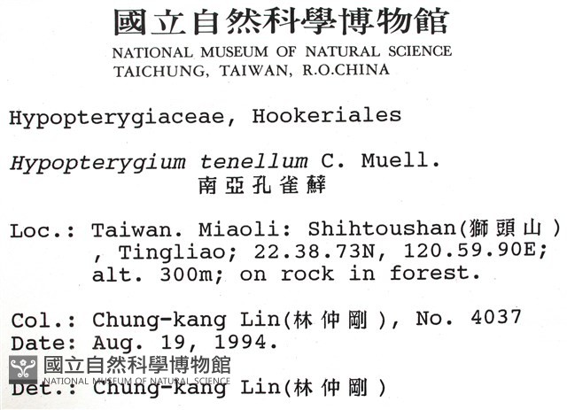 南亞孔雀蘚藏品圖，第2張