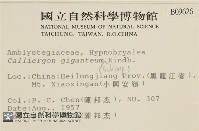 大葉濕原蘚藏品圖，第2張