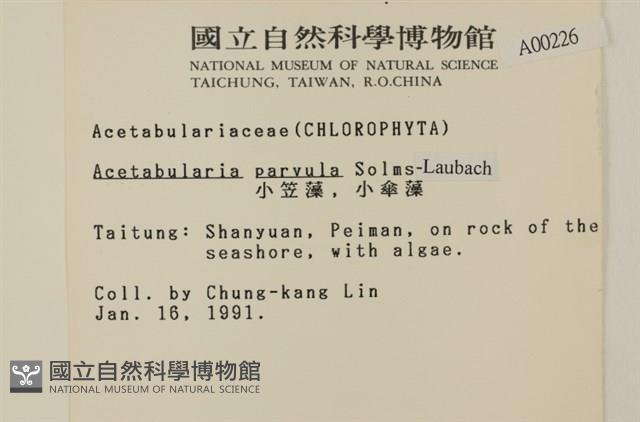 小笠藻, 小傘藻藏品圖，第2張