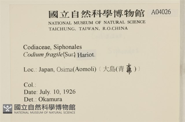 水松, 松藻藏品圖，第2張