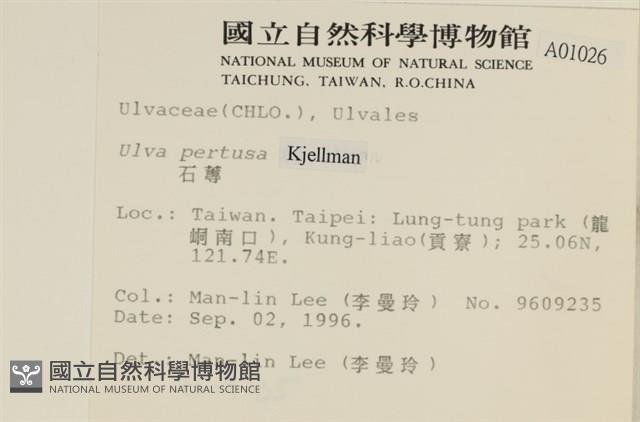 石蓴藏品圖，第2張