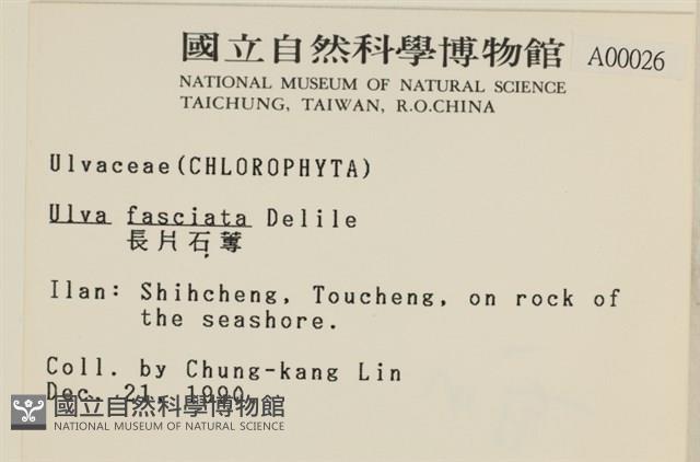 長片石蓴, 裂片石蓴藏品圖，第2張