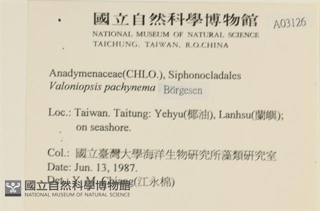 指枝藻藏品圖，第2張