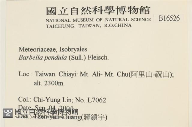 多疣懸蘚藏品圖，第2張