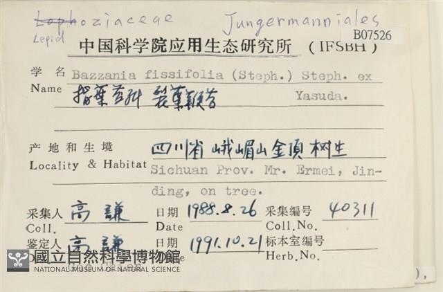 裂葉鞭苔藏品圖，第2張