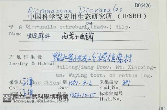 齒葉小曲尾蘚藏品圖，第2張