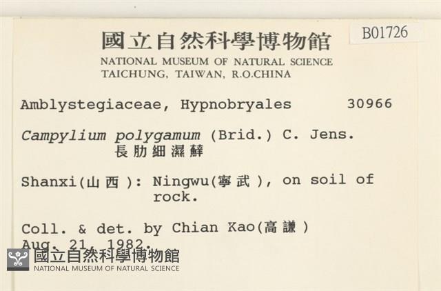 長肋細濕蘚藏品圖，第2張