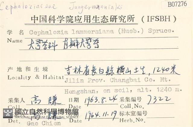 直瓣大萼苔藏品圖，第2張