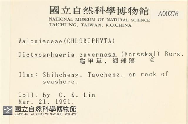 網球藻藏品圖，第2張