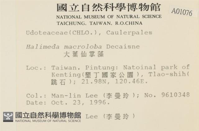 大葉海仙人掌, 大葉仙掌藻藏品圖，第2張