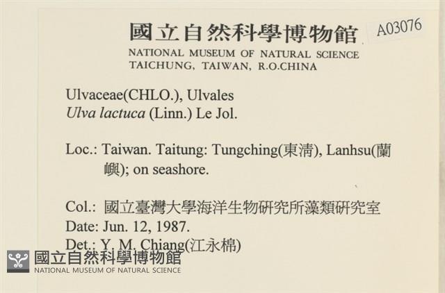 大石蓴, 石蓴藏品圖，第2張