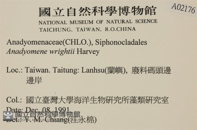 浮網藻, 肋葉藻藏品圖，第2張