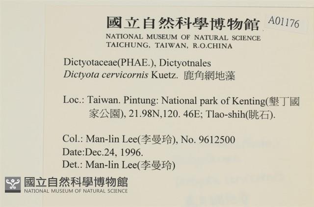 鹿角網地藻藏品圖，第2張