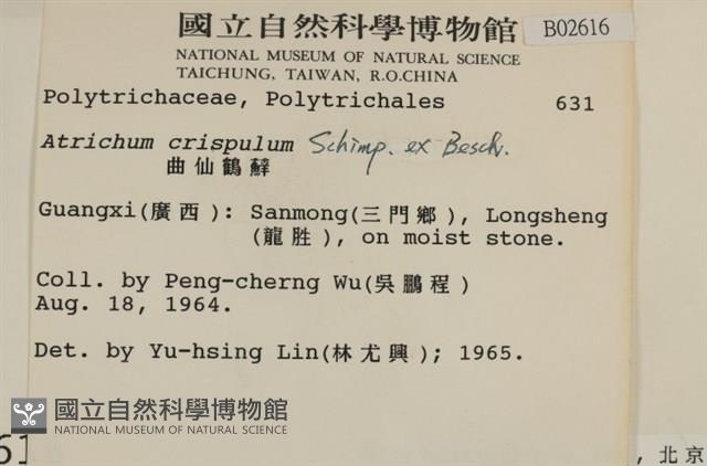 卷葉仙鶴蘚藏品圖，第2張
