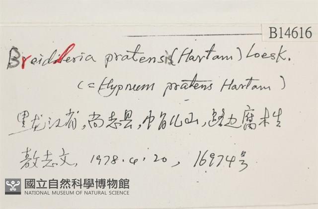 扁灰蘚藏品圖，第2張