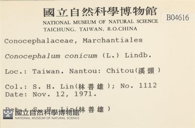 蛇苔藏品圖，第2張