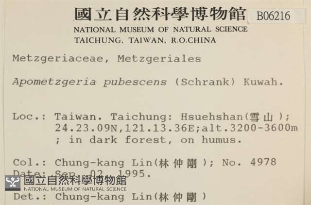 毛擬叉苔藏品圖，第2張