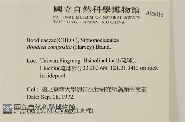 布氏藻藏品圖，第2張