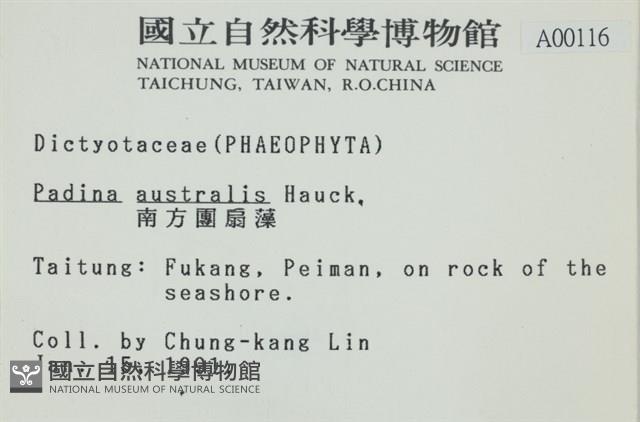 南方團扇藻藏品圖，第2張