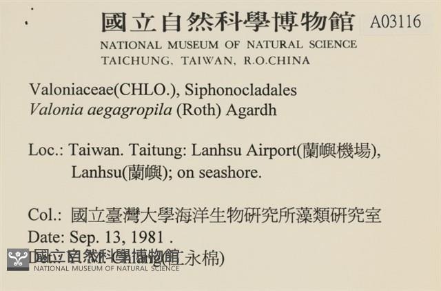 法囊藻藏品圖，第2張