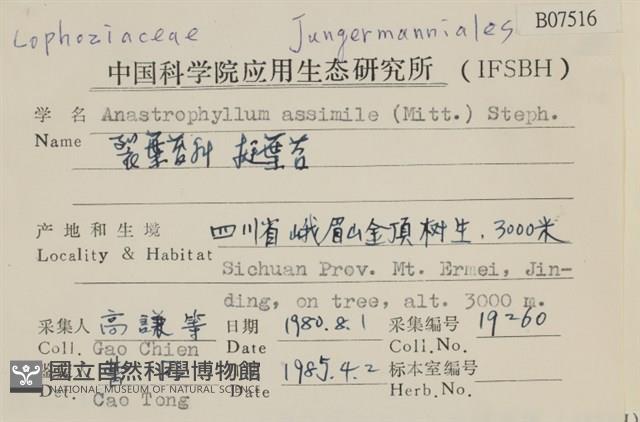 挺葉苔藏品圖，第2張