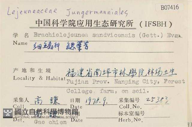 鰓葉苔藏品圖，第2張