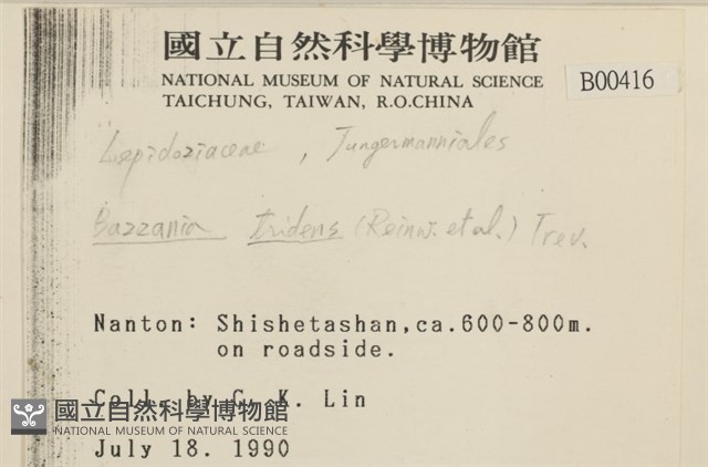 鞭苔,三裂鞭苔藏品圖，第2張